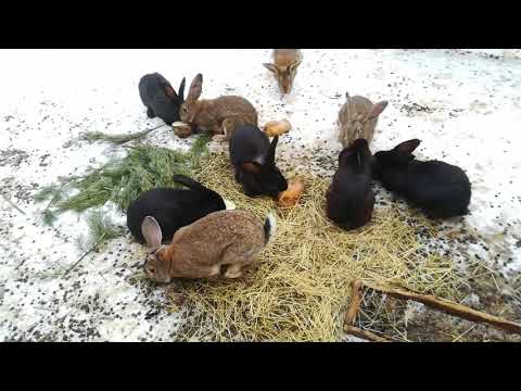 Видео: Случка кроликов пройдёт легче если...