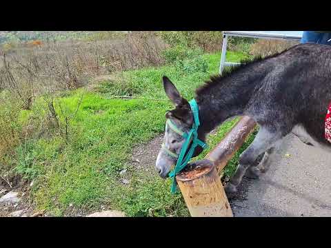 Видео: Пятигорск #курорт обзор видов с горы Машук 