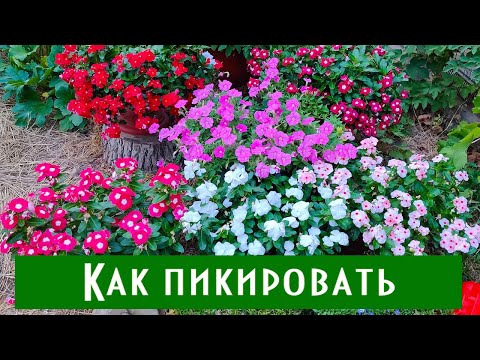 Видео: Почему выпали катарантусы? Как правильно пикировать катарантусы?