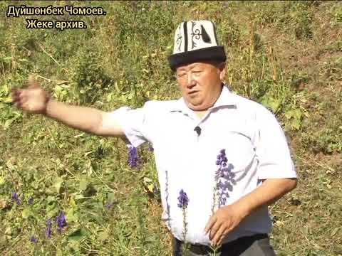 Видео: Элдик табып Дүйшөнбек Чомоев. Уу коргошун  ракты айыктырабы?