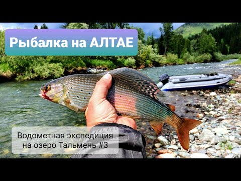 Видео: Рыбалка на Алтае/Вот это я понимаю ЖОР хариуса/Три шедевральных блюда из рыбы/ Готовим на костре #3