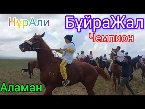 Видео: АЛАМАН бәйге 25 км. 20.05.2023 жыл Жетісу облысы, Ақсу ауданы, Арасан ауылы БелБұлақ Атшабары