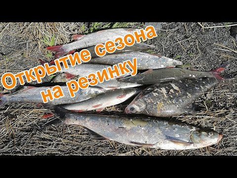 Видео: Открытие сезона на резинку // Установка снасти// Рыбалка на Амуре.