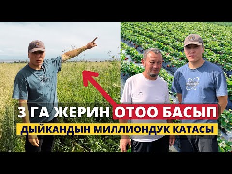 Видео: 5 миллион сом отоо чөпкө айланды 😓 Ката артынан ката кетирген дыйкандын абалы кандай?