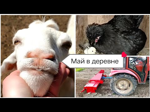 Видео: Работы на минитракторе // Обработка суглинка почвофрезой // Наши животные и новая клуша