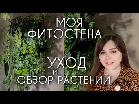 Видео: ФИТОСТЕНА: уход, обзор растений