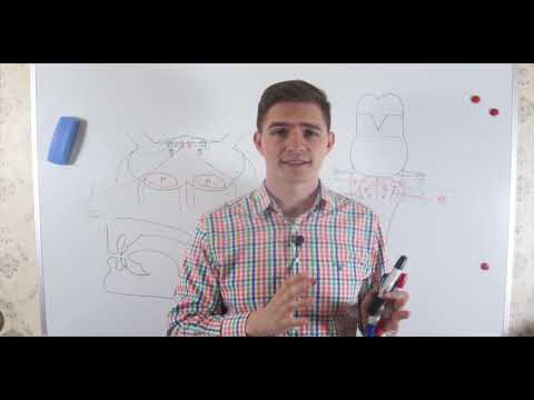 Видео: Ядра продолговатого мозга - часть 1