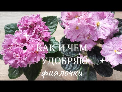 Видео: Эпизод 14. Как и чем удобряю листики, детки, стартеры, розетки