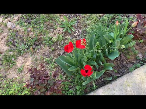 Видео: АЗИЗЛАРИМ ЖОНИЛА ОМОН БУЛСИН 😊😍😘🌷🌹🌺🌸