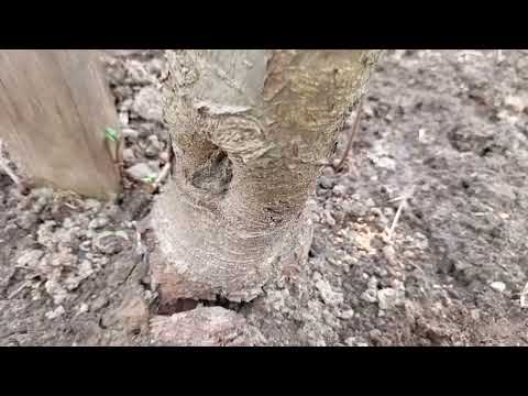 Видео: Обнаружился жук короед на яблоне! Агроном посоветовал спилить дерево и утилизировать #яблони