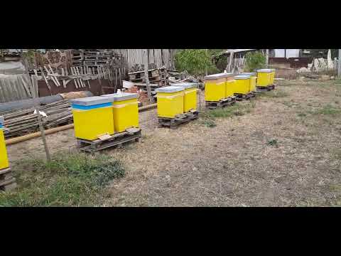 Видео: Готуємось до зимівлі!