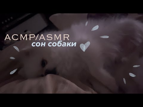 Видео: АСМР/ASMR 🐶Собачий кайф - звуки сна