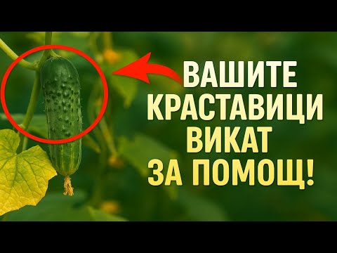 Видео: Вашите краставици викат за помощ! 5 тайни сигнала, които игнорирате
