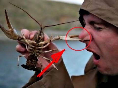 Видео: Как Настя Крузак Ушатала. Что Будет Если Рак Схватит за Нос. Подводная Охота на Раков