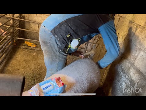 Видео: Знов гроші на вітер⁉️ Штучне запліднення свиней‼️