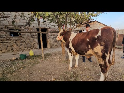 Видео: 1сар букаи сементал гиганта омад