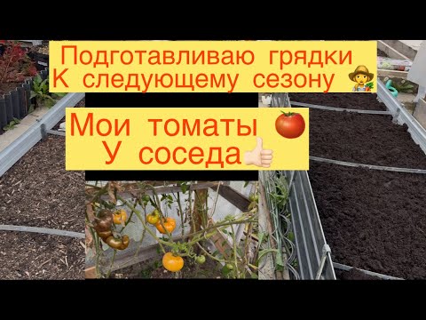 Видео: МОИ ТОМАТЫ 🍅 У СОСЕДА 👍🏻. ПОДГОТАВЛИВАЮ ГРЯДКИ К СЛЕДУЮЩЕМУ СЕЗОНУ👍🏻🍅🌶️🍆🥒