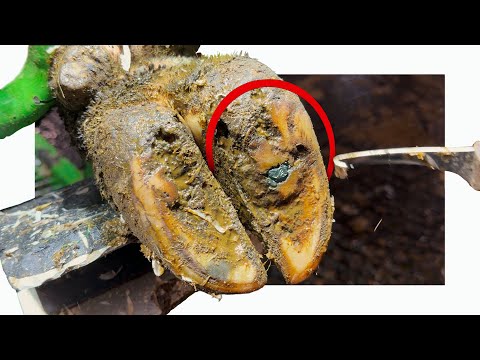 Видео: эта ПРОБЛЕМА выглядит очевидной... НО ЭТО НЕ ТО, ЧТО ВЫ ДУМАЕТЕ!!