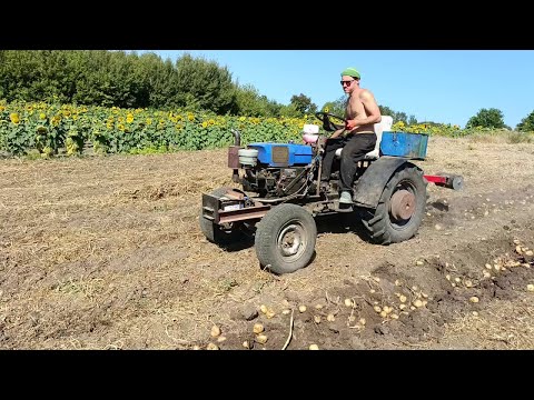 Видео: Копаем картошку самодельным трактором!