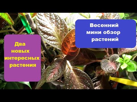 Видео: Весенний мини обзор растений // Два новых интересных растения