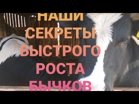 Видео: КАК ВЫРОСТИТЬ БЫКА В ГОД 500 КГ. СЕКРЕТЫ ОТКОРМА БЫЧКОВ. Fattening bulls