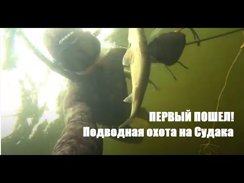 Видео: Трудовая Подводная охота на Судака