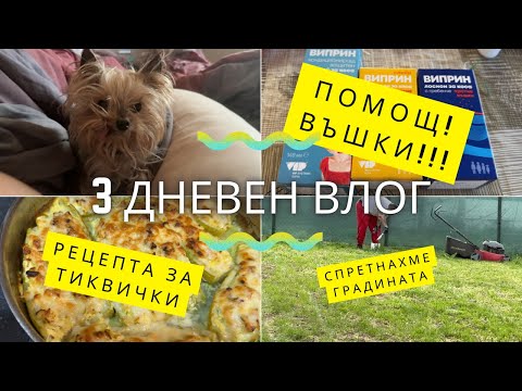 Видео: Как се справихме с въшките? | Рецепта за тиквички | Влог № 4 ​⁠
