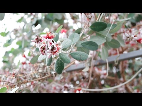 Видео: Фейхоа - выращивание и уход в домашних условиях.