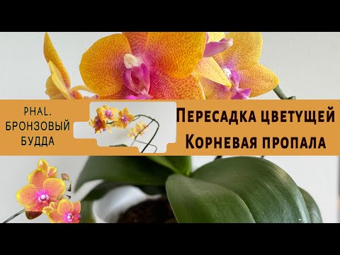 Видео: Оставляю цветонос- рискую. Корневая пропала. Нужно пересаживать вовремя!