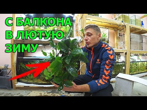 Видео: Анубиасы с балкона Андрея