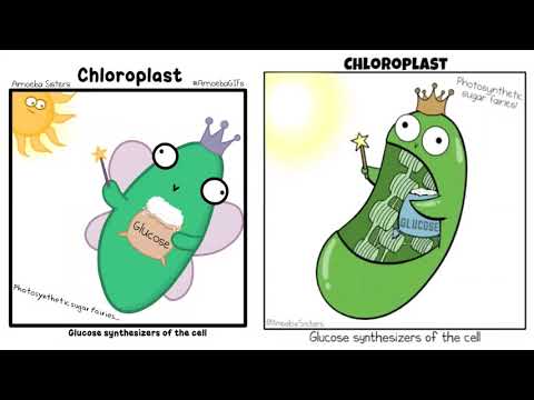Видео: Жасуша органоидтерінің құрылысы мен қызметтерінің ерекшеліктері