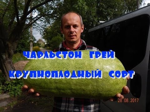 Видео: Чарльстон Грей. Сортовой крупноплодный арбуз.