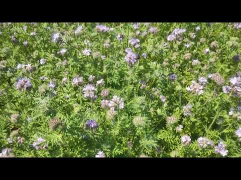 Видео: Цветущая фацелия и еë любители.