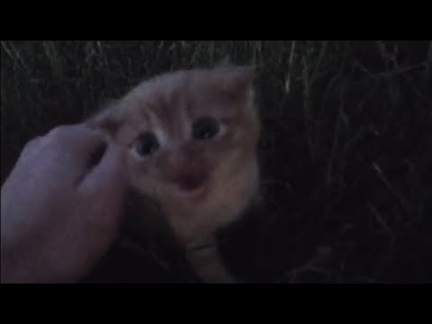 Видео: Echolom - Расстояние (Music video)