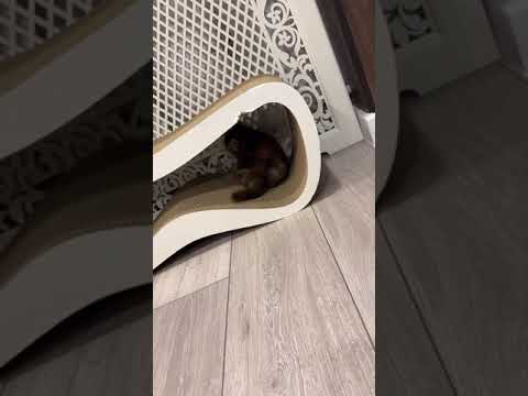 Видео: Котосад, ясельная группа #хиврята5#хиврямэрлин#kitten#cat#