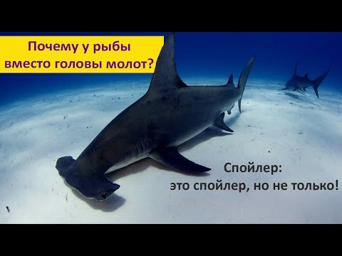 Видео: Почему у рыбы молот вместо головы? Наталья Носова