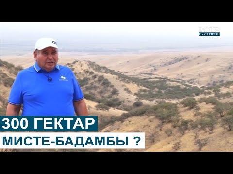 Видео: 300 ГЕКТАР МИСТЕ-БАДАМБЫ ? // ТАБИЯТ ЖАНА БИЗ