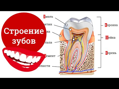 Видео: Строение зубов человека, зубная формула