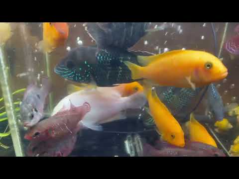 Видео: Птичка Челябинска 1.11.2025 перезалив со звуком