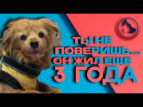 Видео: Здоровье питомцев в формате вопрос-ответ