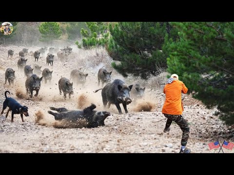 Видео: ОЧЕНЬ ОПАСНОЕ НАШЕСТВИЕ ДИКИХ КАБАНОВ: Идеальный выстрел в потрясающей охоте!