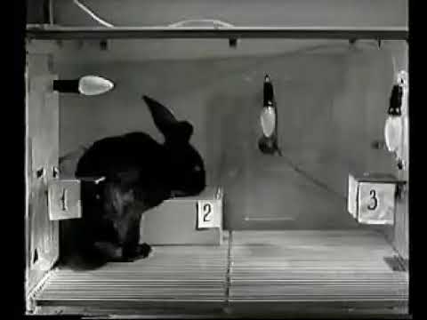Видео: Павлов, Иван Петрович - Условные рефлексы.