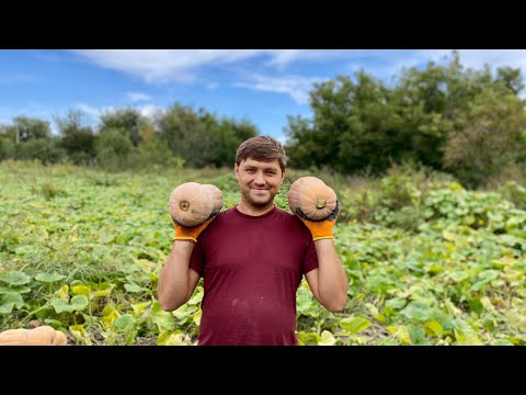 Видео: Тыква Матильда