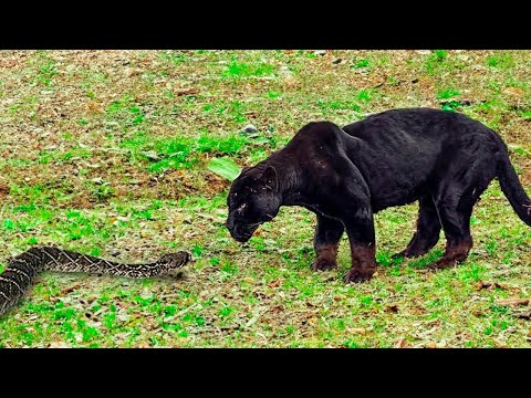 Видео: Огромная Анаконда Встретила Пантеру!  Вот Что Было Дальше...