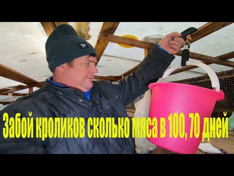 Видео: Забой кроликов сколько мяса в 100, 70 дней