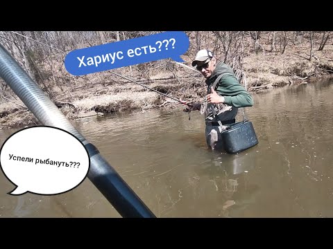 Видео: Ловим Хариус,перед подъемом воды в реках#fishing #рыбалка#приморье#хариус#река#river#спиннинг