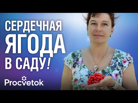 Видео: ЯГОДА №1 ДЛЯ СЕРДЦА! Готовим настойку, целебную пастилу и масло из боярышника