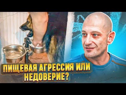 Видео: Пищевая агрессия или недоверие? (Немецкая овчарка)