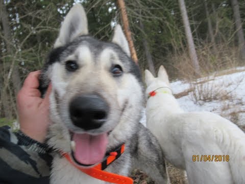 Видео: На привале в лесу с лайками