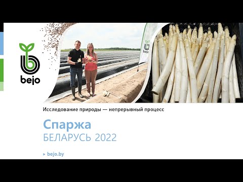 Видео: Опыт выращивания белой спаржи в Беларуси в КФХ "Сула". Кумулус F1. Рецепт от шеф-повара "Le Gosse".
